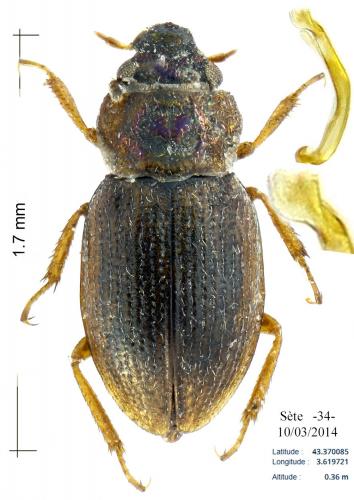 Ochthebius viridis